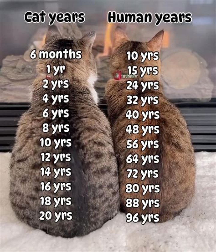 How many years does a snowboard last?