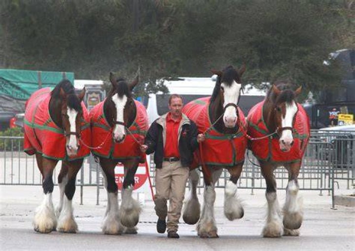 How much are the Budweiser Clydesdale horses worth?