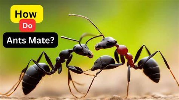 How much did ants wife get in divorce?