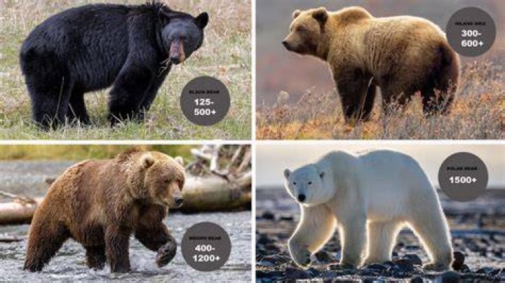 How much do Bears have in cap space?