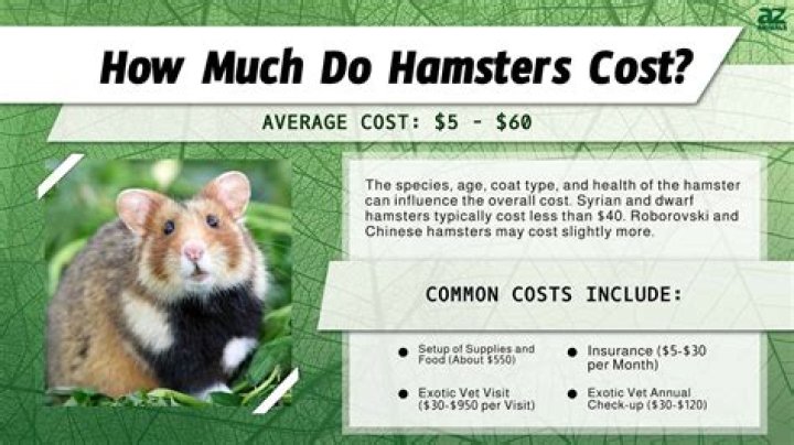 How much do hamsters cost?