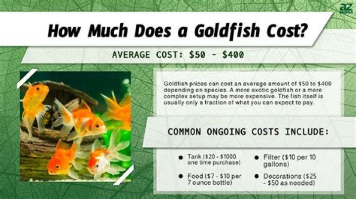 How much does a dragon fish cost?