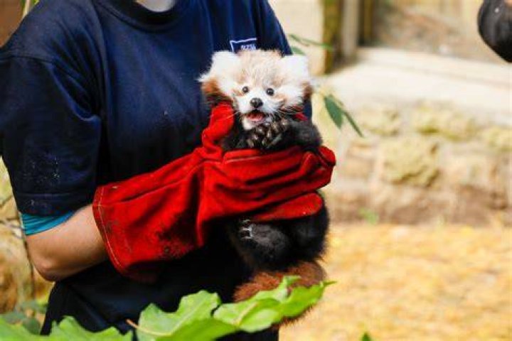 How much does it cost to buy red panda?