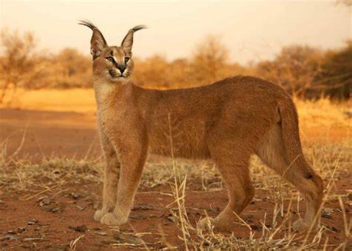 How much is a caracal cat cost?
