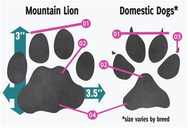 How much is a lion dog?