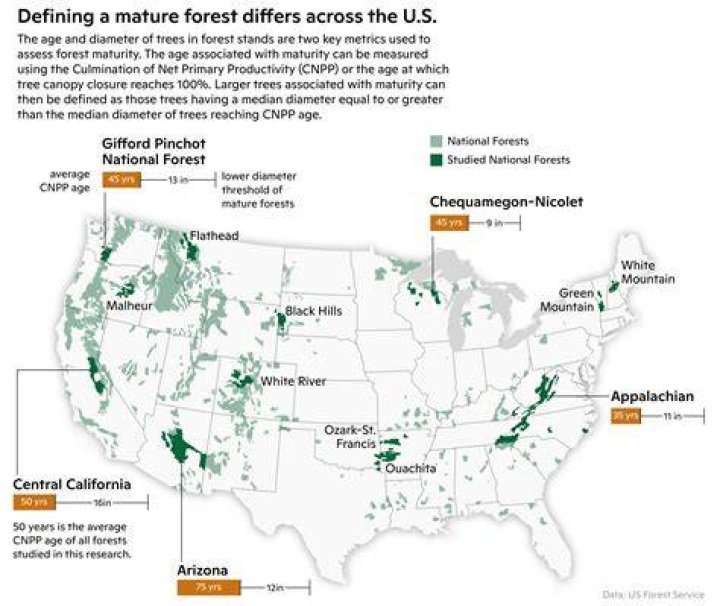 How much virgin forest is left?