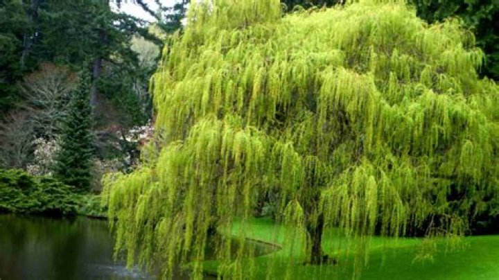 How much water does a willow tree drink in a day?