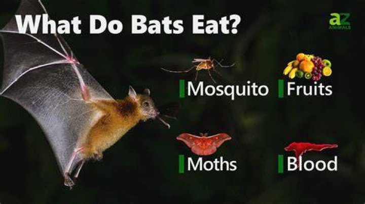 How often do bats have to eat?
