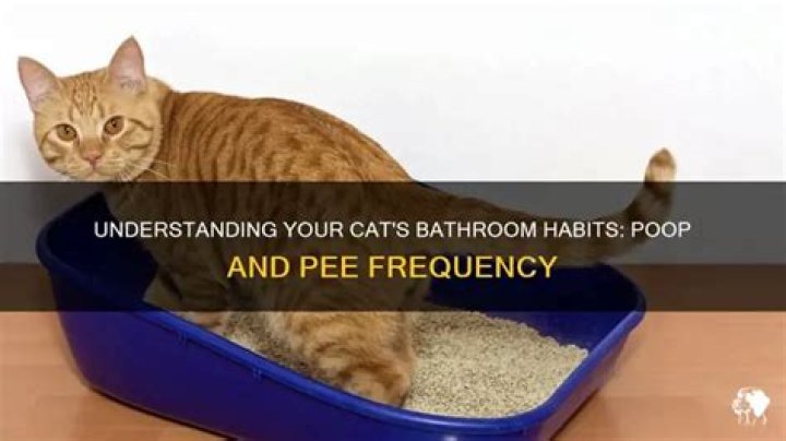 How often do cats poop and pee?