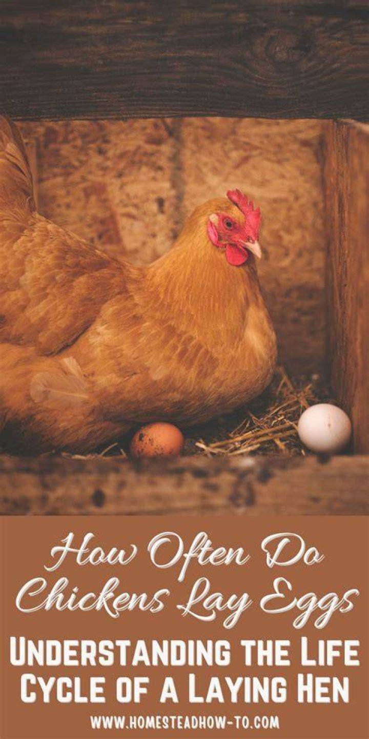 How often do chickens lay eggs in the wild?