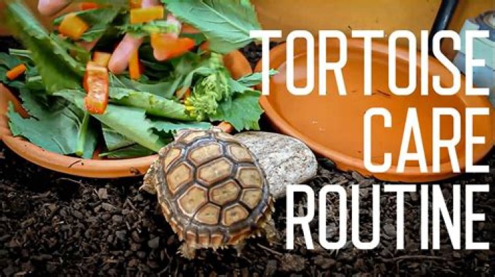 How often do tortoises eat?