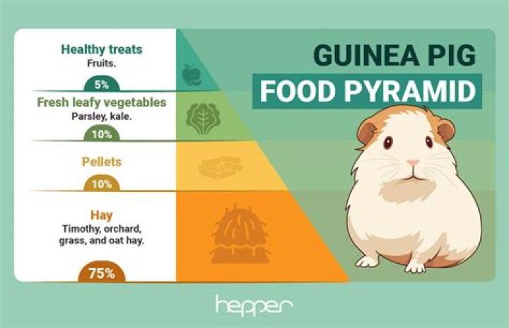 How often should guinea pigs poop?