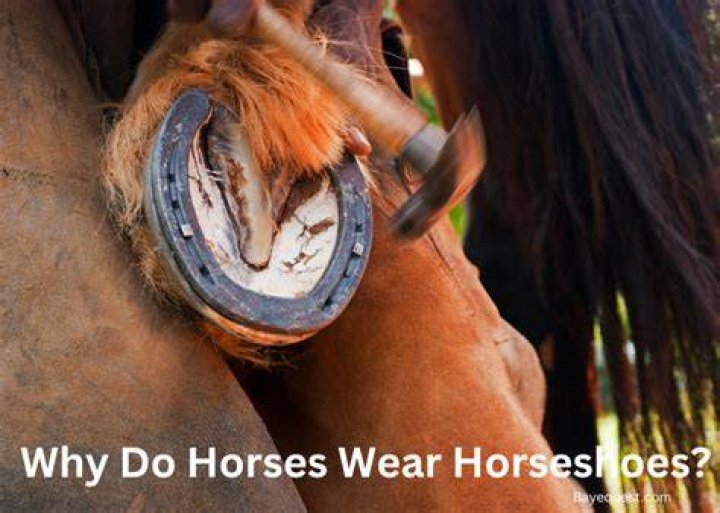 How often should horseshoes be changed?