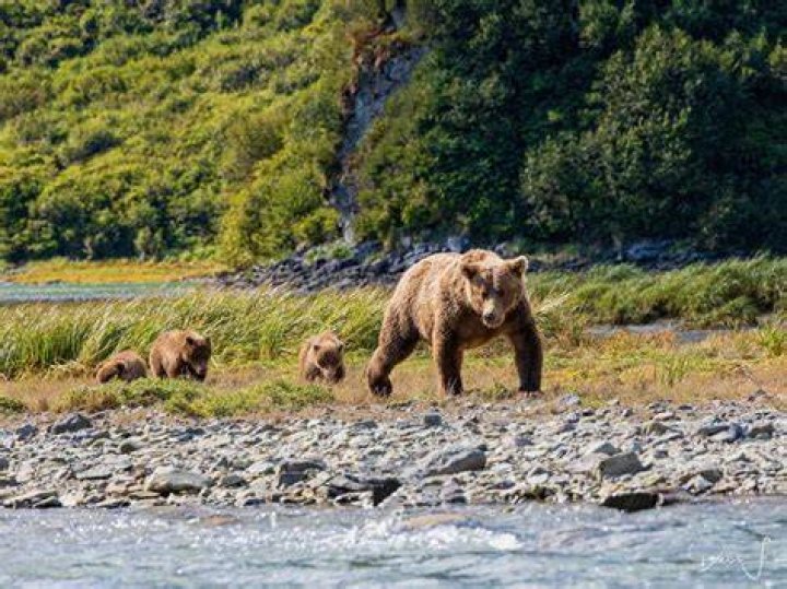 How old do Kodiak bears live?