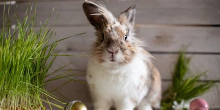 How old is the Easter Bunny?
