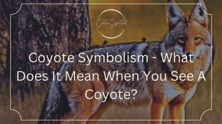 How should you respond if you see a coyote?