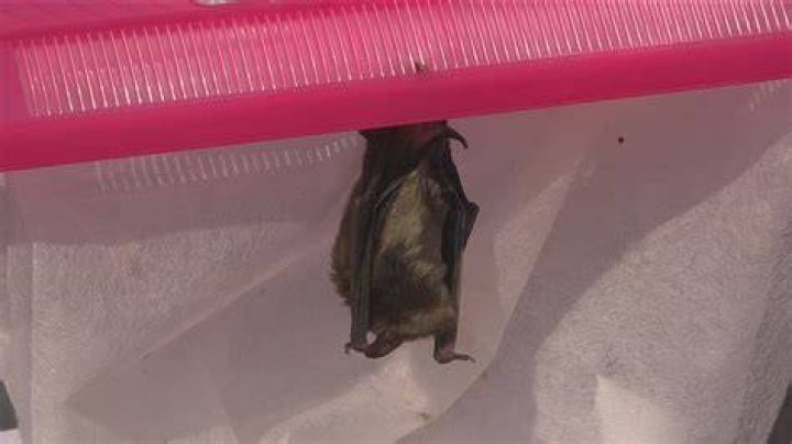 How small a hole can bats get through?