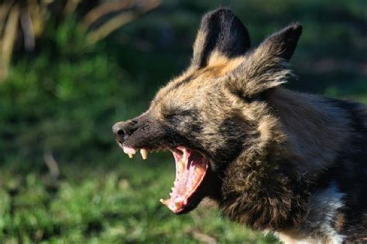 How strong is hyena bite?
