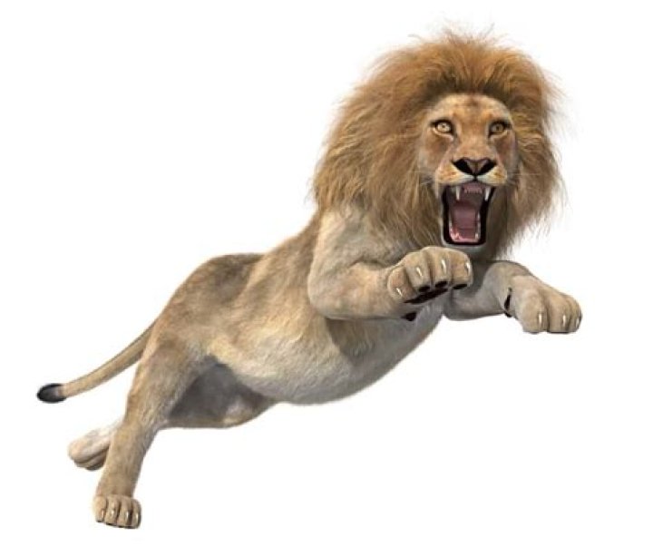 How tall can a lion jump?