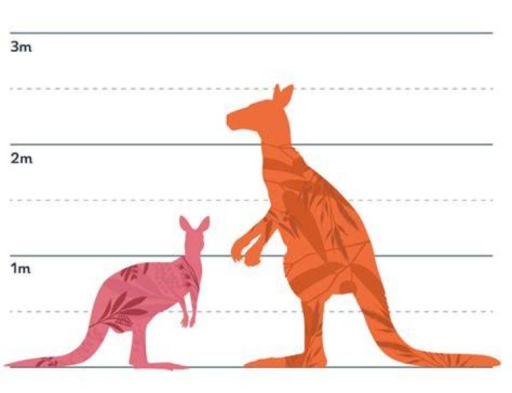How tall is an average kangaroo?