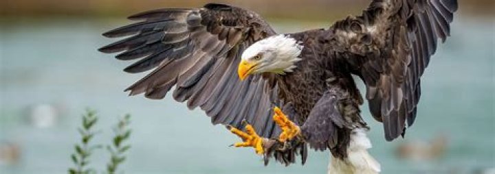 How well can an eagle see?