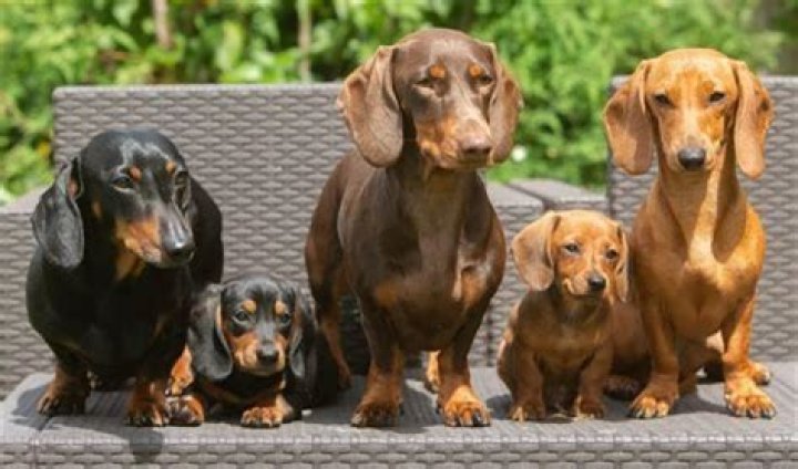 Is 15 old for a Dachshund?