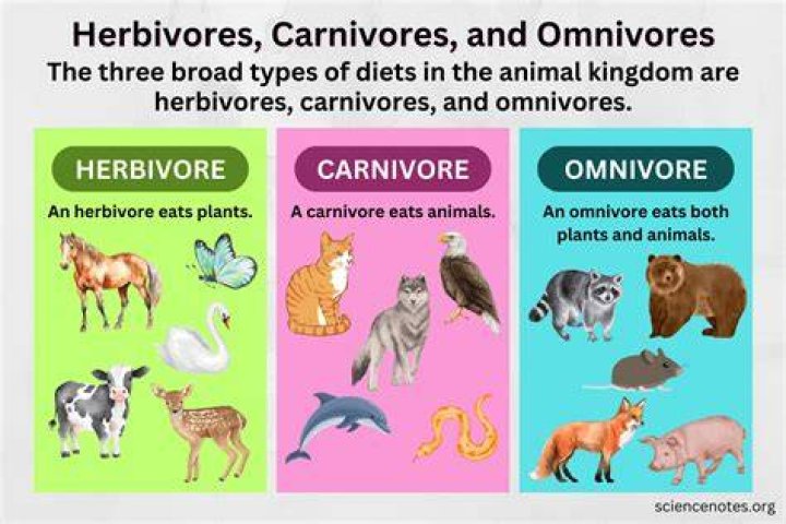 Is a badger a predator or herbivore?