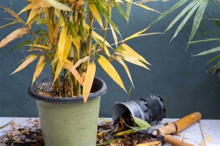 Is a bamboo plant dead when it turns yellow?