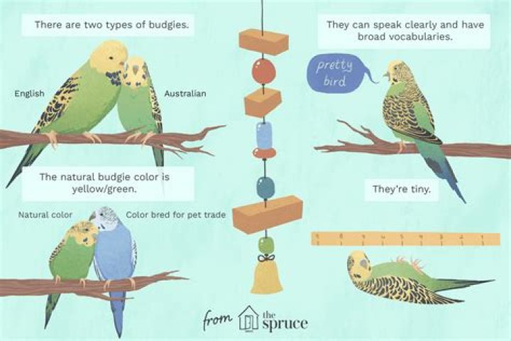 Is a bogey a type of bird?