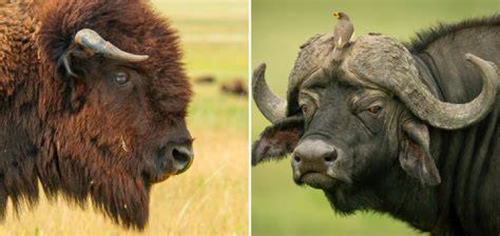 Is a buffalo bigger than a bull?