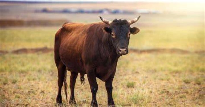 Is a bull a cow?