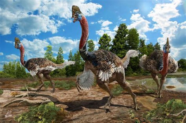 Is a cassowary a turkey?