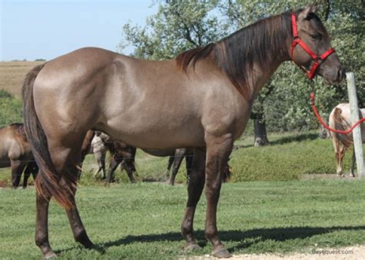 Is a Grulla horse?