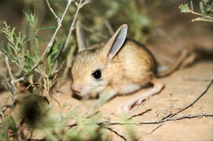 Is a jerboa a kangaroo rat?
