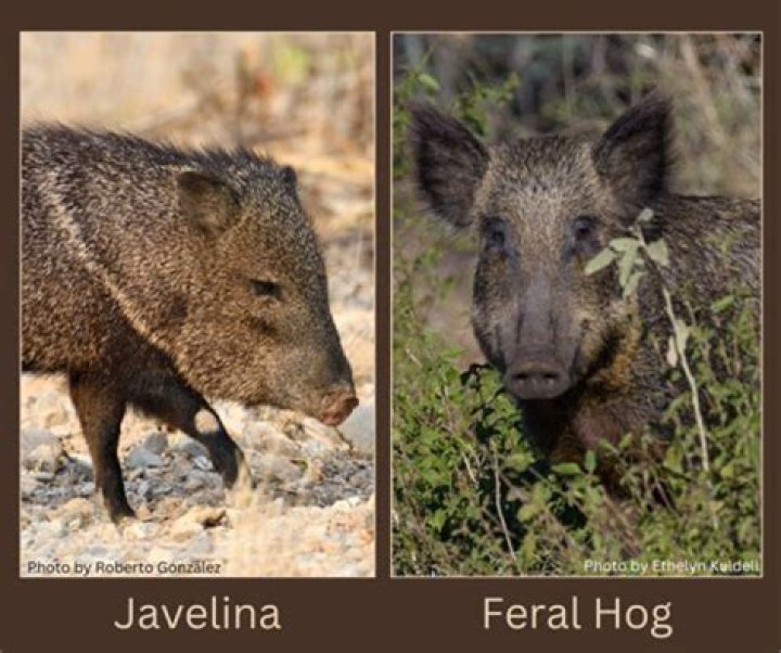 Is a male pig a hog?