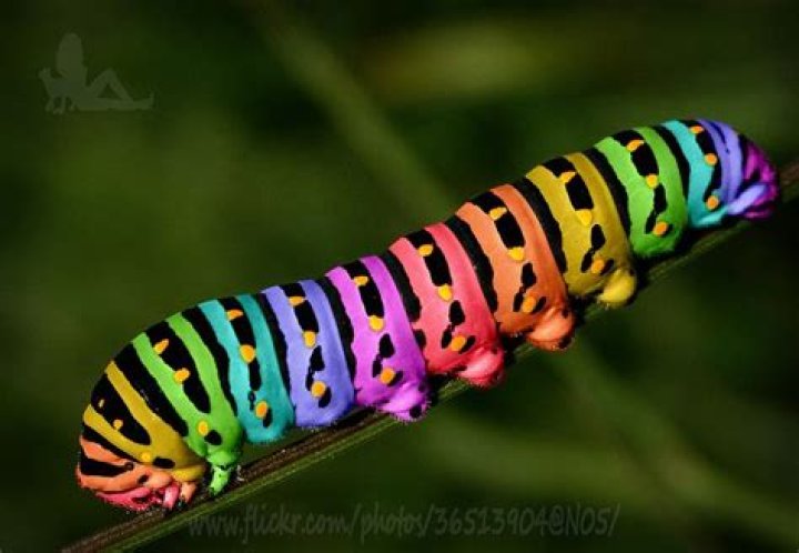Is a Rainbow caterpillar real?