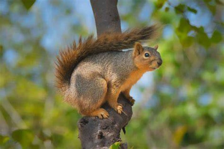 Is a squirrel scared of people?