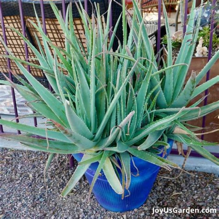 Is aloe vera plant considered a succulent?