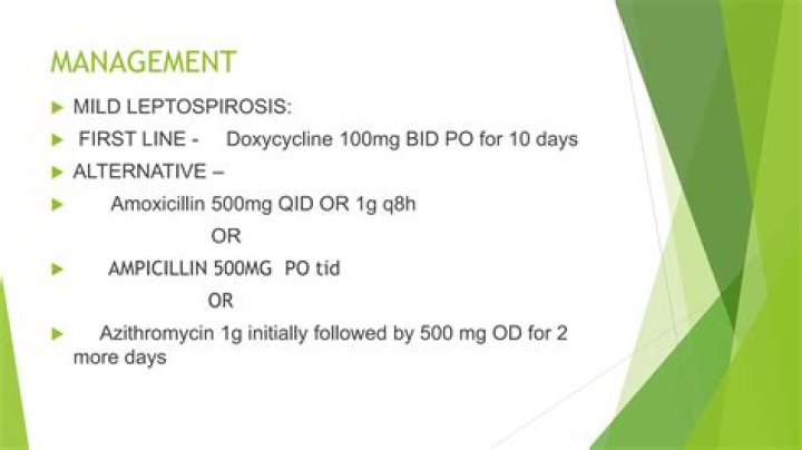 Is amoxicillin effective against leptospirosis?