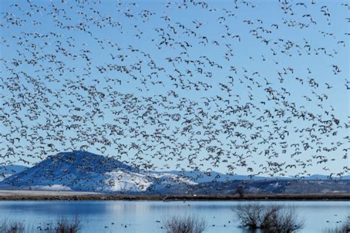 Is an animal that migrates through Bridger-Teton National Forest?