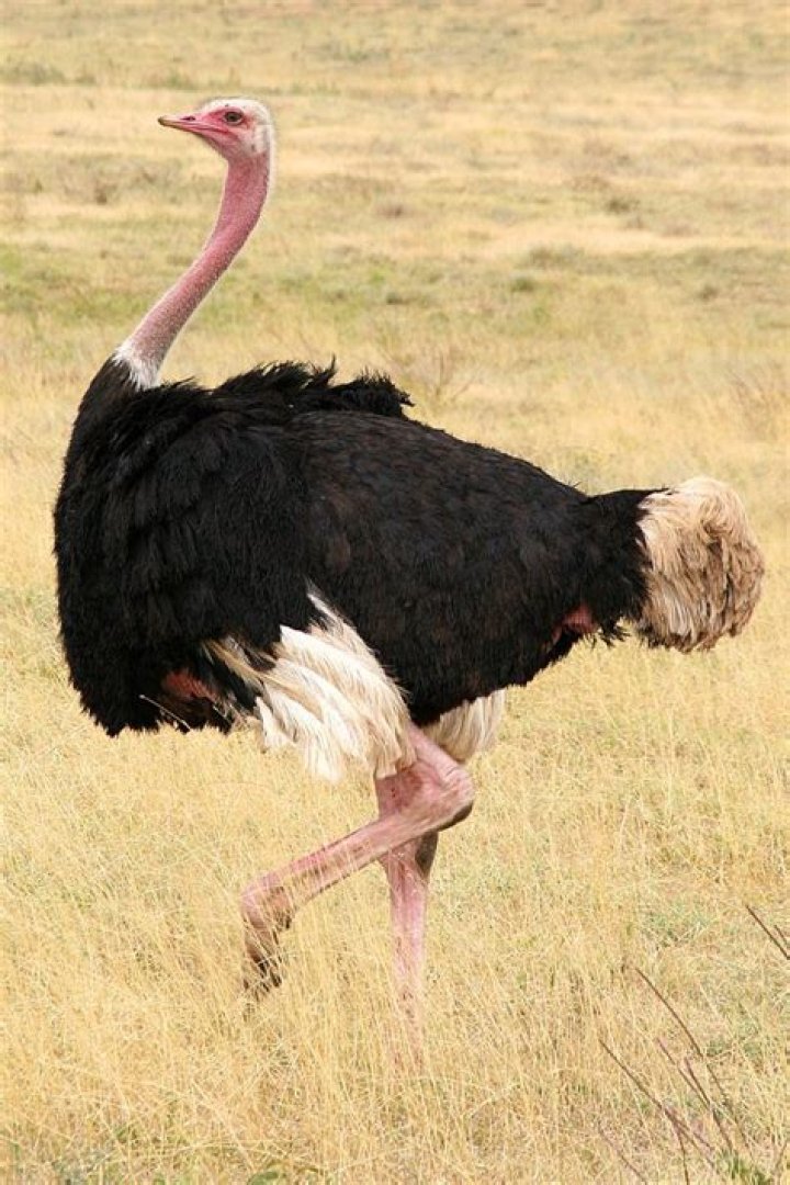 Is an ostrich a bird?