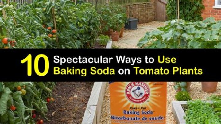 Is baking soda good for tomato plants?