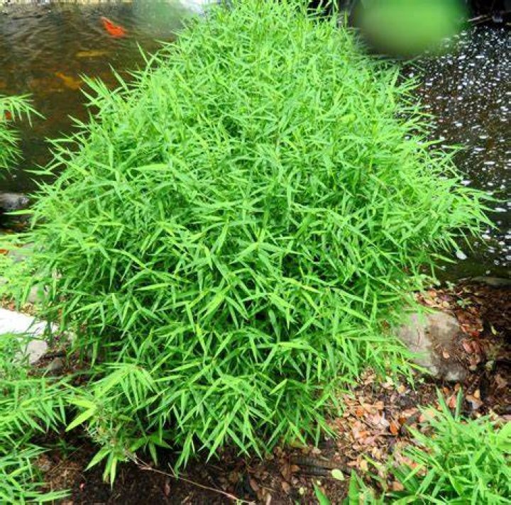 Is bamboo a hardy plant?