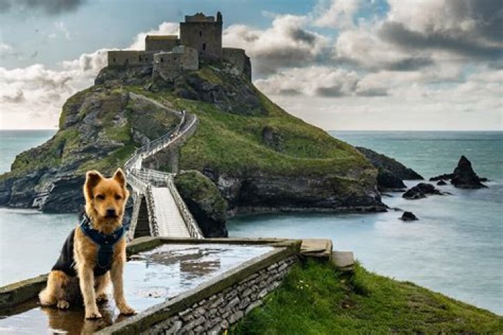 Is Beaumaris Castle dog friendly?