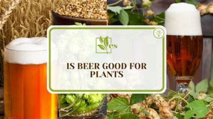 Is beer good for plants?