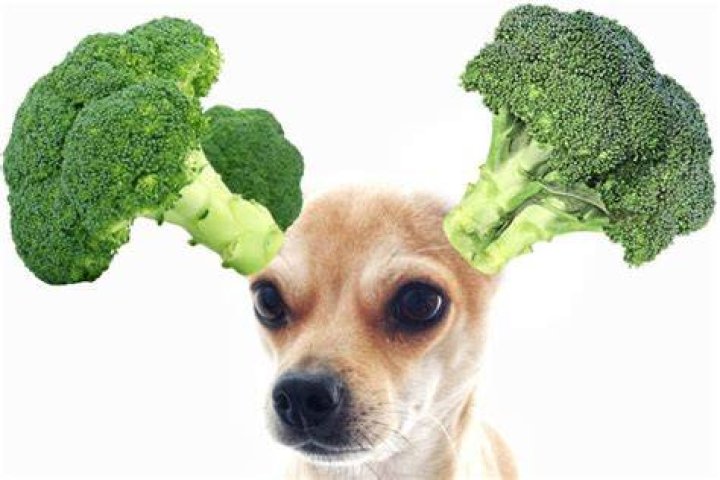Is broccoli good for dogs?
