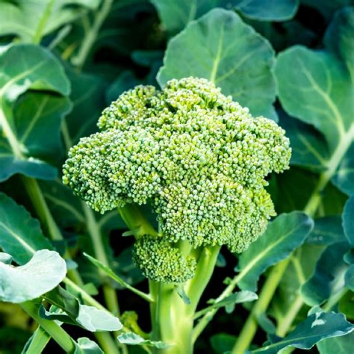 Is broccoli high in nitrates?