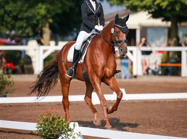 Is canter harder than trot?
