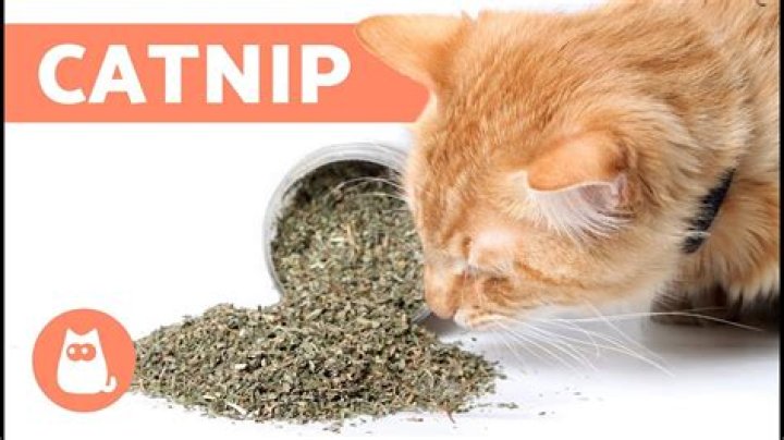 Is catnip a drug?