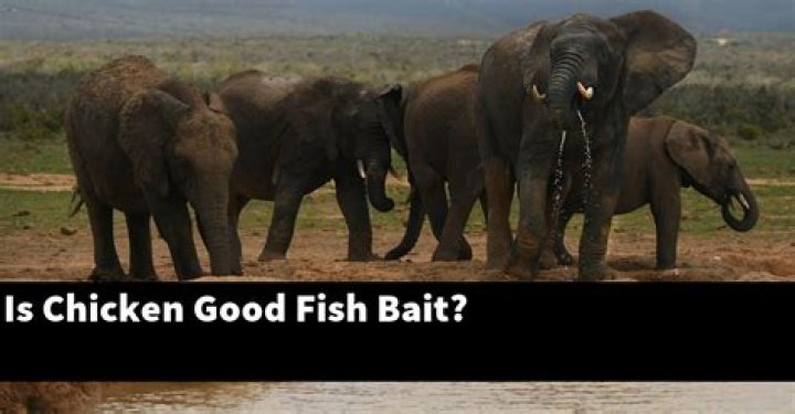 Is chicken good fish bait?